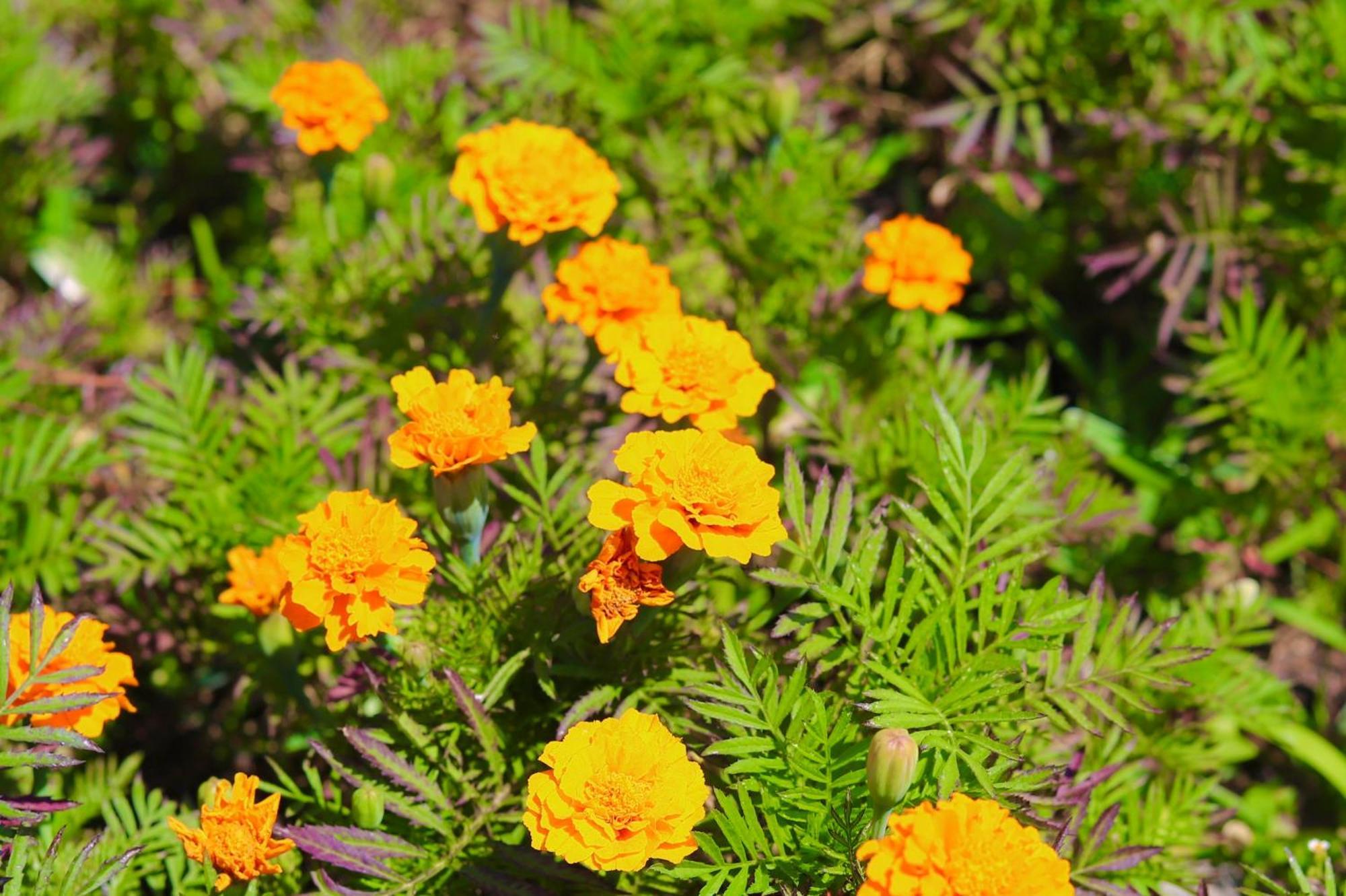 Summerfields & Gardens Lodge Kitwe Kültér fotó